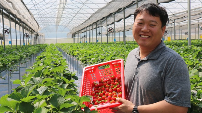 Công việc làm thêm tại nông trại dành cho du học sinh Hàn Quốc